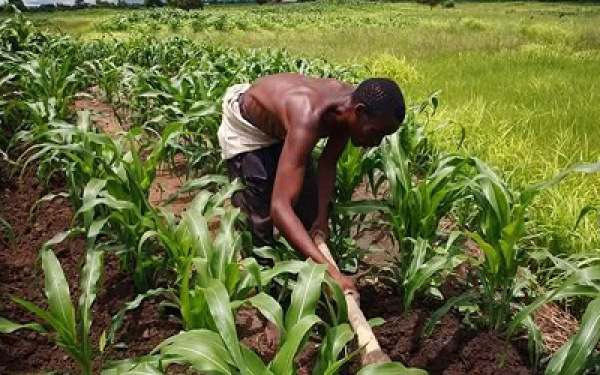 In Togo, agriculture is still highly under-financed by banks - Togo First
