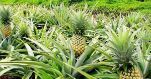 Vers un r&eacute;f&eacute;rentiel pour encadrer la production Bio au Togo