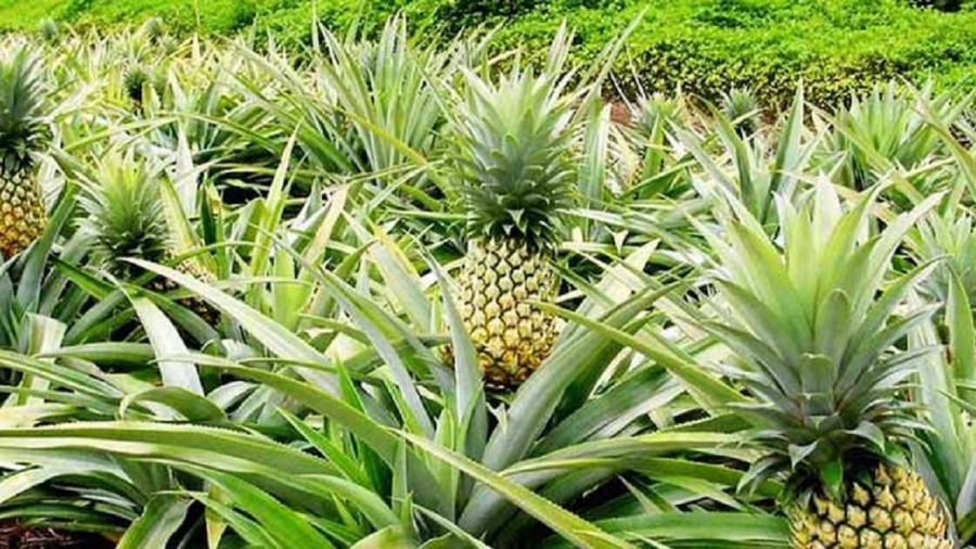 Vers un r&eacute;f&eacute;rentiel pour encadrer la production Bio au Togo