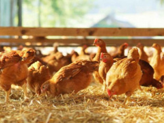 Togo: Poultry Output Hits 38 million Heads in 2024, Up 8% YoY