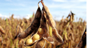 Commerce ext&eacute;rieur : repli des exportations v&eacute;g&eacute;tales, reprise du secteur animal au 3ᵉ trimestre 2025