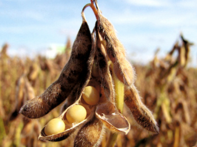 commerce-exterieur-repli-des-exportations-vegetales-reprise-du-secteur-animal-au-3-trimestre-2025