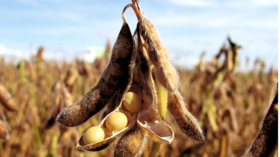 Commerce ext&eacute;rieur : repli des exportations v&eacute;g&eacute;tales, reprise du secteur animal au 3ᵉ trimestre 2025