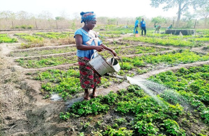 Produits mara&icirc;chers : le Togo et le B&eacute;nin veulent fluidifier les &eacute;changes transfrontaliers