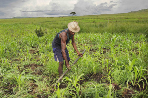 WAAPP Togo: More than 600,000 beneficiaries reached, a completion rate of 95%