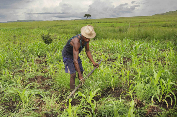 WAAPP Togo: More than 600,000 beneficiaries reached, a completion rate of 95%