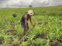 WAAPP Togo: More than 600,000 beneficiaries reached, a completion rate of 95%