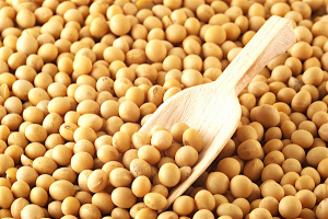 Organic soybeans: Togo eyes 10,000 tons output for 2018-2019 season