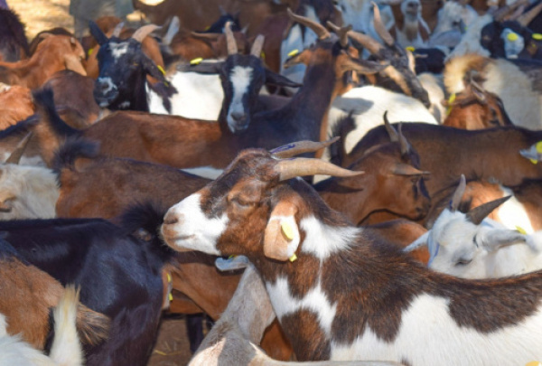 Togo&rsquo;s meat self-sufficiency reaches 68% in 2025, led by poultry growth