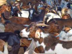 Togo&rsquo;s meat self-sufficiency reaches 68% in 2025, led by poultry growth