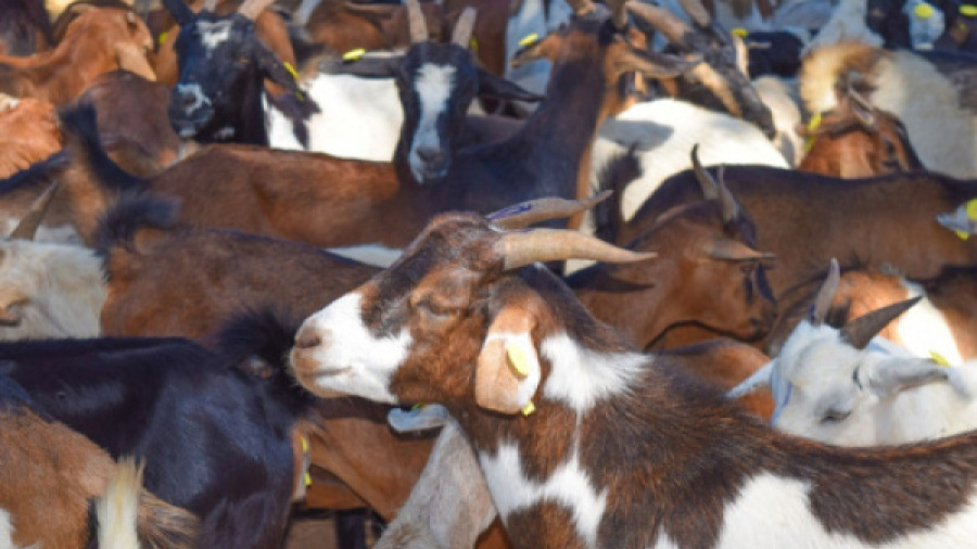 togo-s-meat-self-sufficiency-reaches-68-in-2025-led-by-poultry-growth