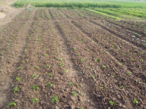 D&eacute;but de mise en valeur de la plaine de Djagbl&eacute;