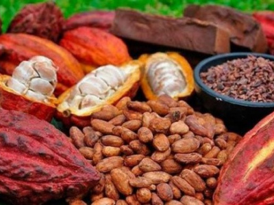 togo-baisse-de-la-production-et-de-la-commercialisation-du-cafe-cacao-en-2021
