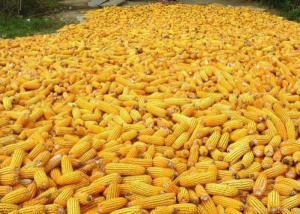 1.5 million people cultivate maize in Togo