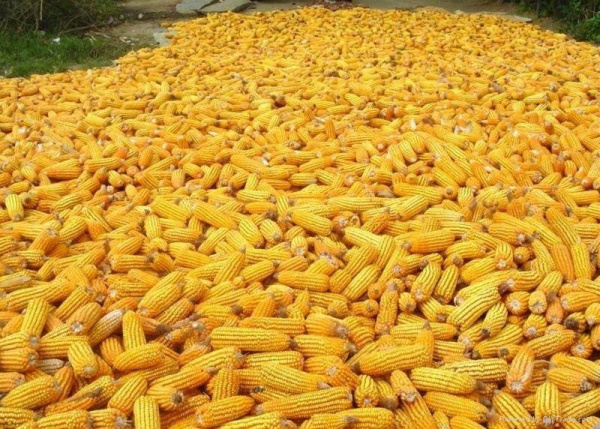 1.5 million people cultivate maize in Togo