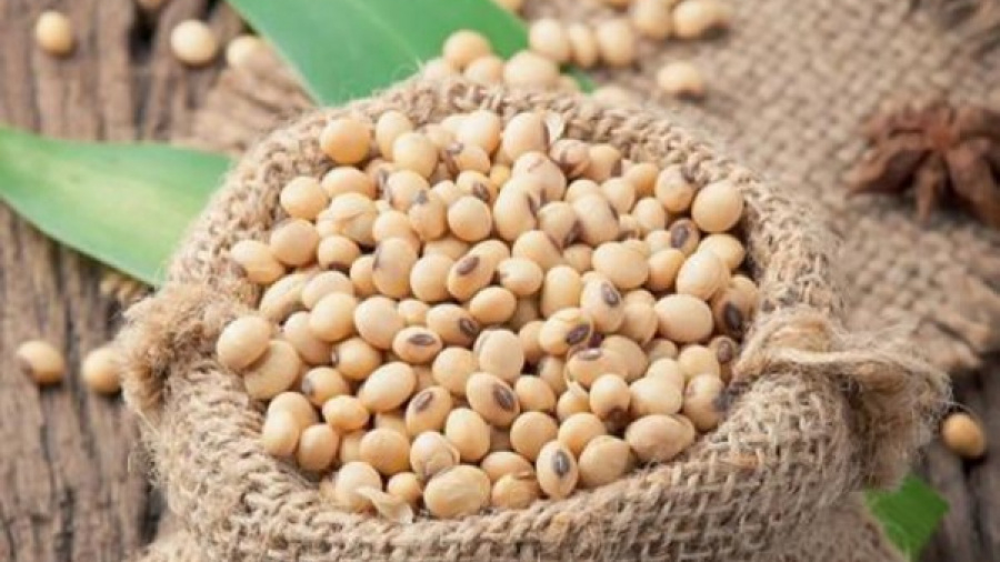 Togo : campagne de commercialisation du soja, hausse de 25% du prix au kilo