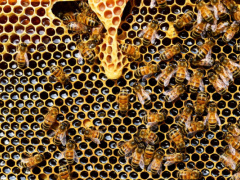 Togo gets approval to export its honey to the EU