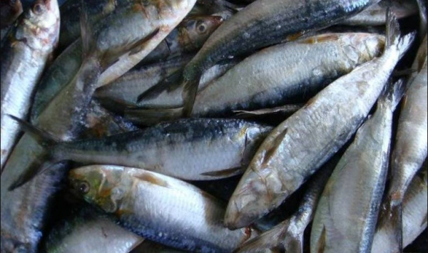 Togo: Artisanal fishing output up 50% in 2022, YoY