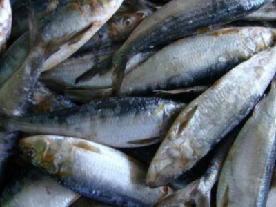 togo-artisanal-fishing-output-up-50-in-2022-yoy
