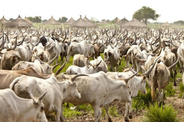 La transhumance aurait rapporté plus de 650 millions FCFA aux communes des Plateaux