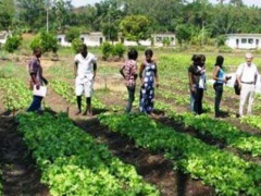 Togo : Public authorities decide to restructure the national school of agriculture of Tové