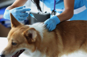 Togo : lancement d’une campagne nationale de vaccination animale