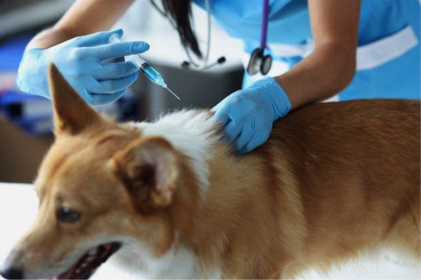 Togo : lancement d’une campagne nationale de vaccination animale