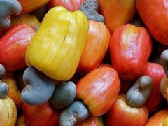 ECOWAS to primarily certify five products, including cashew and cement