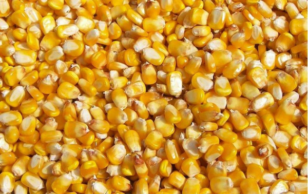 Cereal: Maize and wheat prices reach record levels worldwide