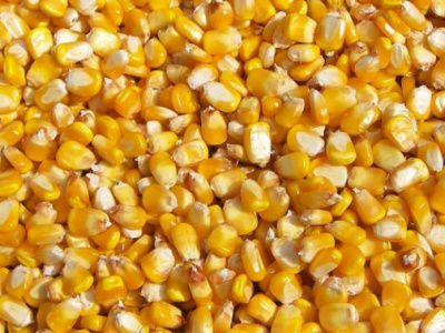 cereal-maize-and-wheat-prices-reach-record-levels-worldwide