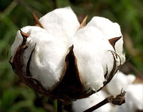 Cotton : Togo produces 180,000 tons during 2017-2018, against 108,000 the previous season