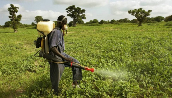Pesticides : Le Togo rappelle sa guerre contre l’Atrazine et le Paraquat