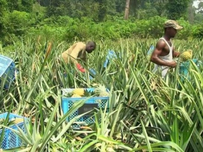 togo-produced-over-40-000-t-of-pineapples-in-2021-2022-season