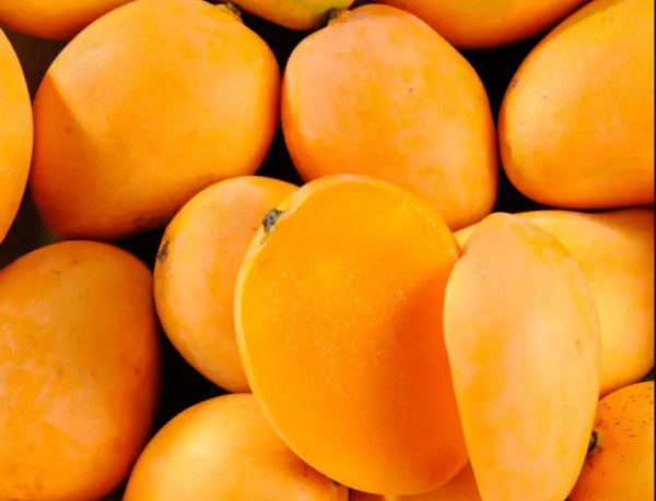 Togo Will Pump CFA1.715 Billion in the Mango Sector in 2024-2028