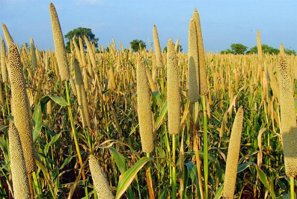 Lomé, capitale de la sécurité alimentaire dès ce mardi