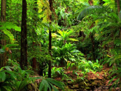 Environment: Togo sets up national committee for sustainable development