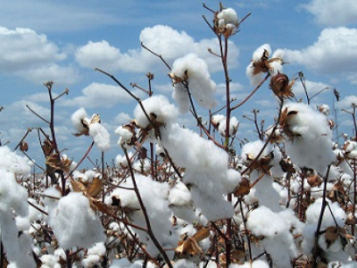 togo-sets-92-500-ton-cotton-goal-but-doubts-remain