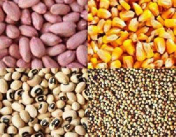 Togo : les prix des semences certifiées en hausse pour la campagne agricole 2023-2024