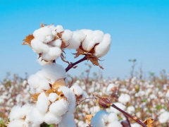 African cotton producers meet in Lom&eacute; to tackle productivity challenges