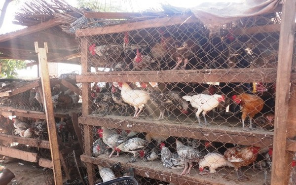 Local poultry sales and demand soared due to incentive, former minister of agriculture says