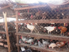 Local poultry sales and demand soared due to incentive, former minister of agriculture says
