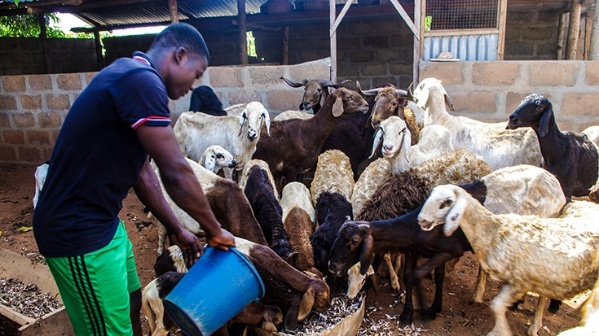 Togo : les progrès dans la promotion des élevages commerciaux sur ces dernières années
