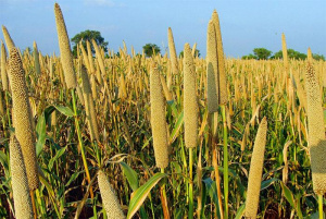 Sahel &amp; West Africa: Lomé hosts key meeting on food security