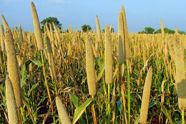 Sahel &amp; West Africa: Lomé hosts key meeting on food security