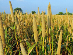 Sahel &amp; West Africa: Lomé hosts key meeting on food security
