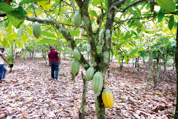 The PASA and its impact on the coffee and cocoa sectors