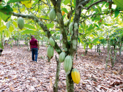 The PASA and its impact on the coffee and cocoa sectors