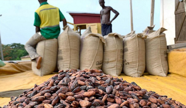 As cocoa exports soar, coffee’s plunge