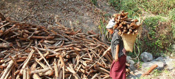 Quel est le poids du bois dans l’économie togolaise ?