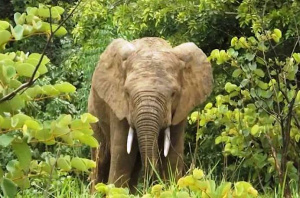 Togo : bient&ocirc;t un cadre juridique pour la protection des esp&egrave;ces menac&eacute;es